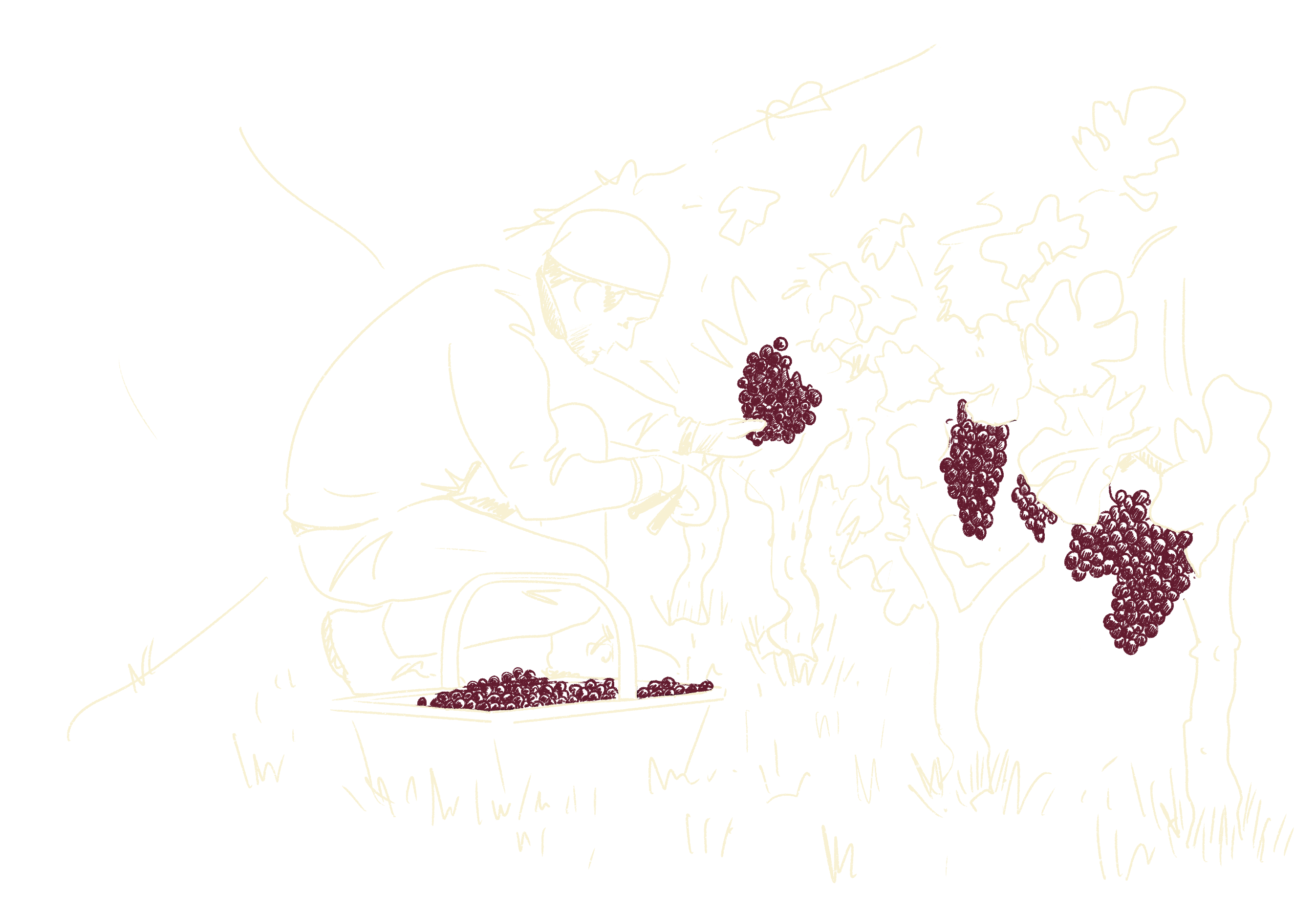 Récolte du raisin